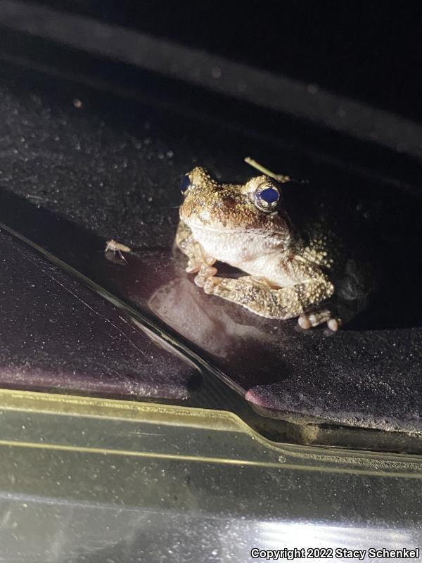 Cope's Gray Treefrog (Hyla chrysoscelis)