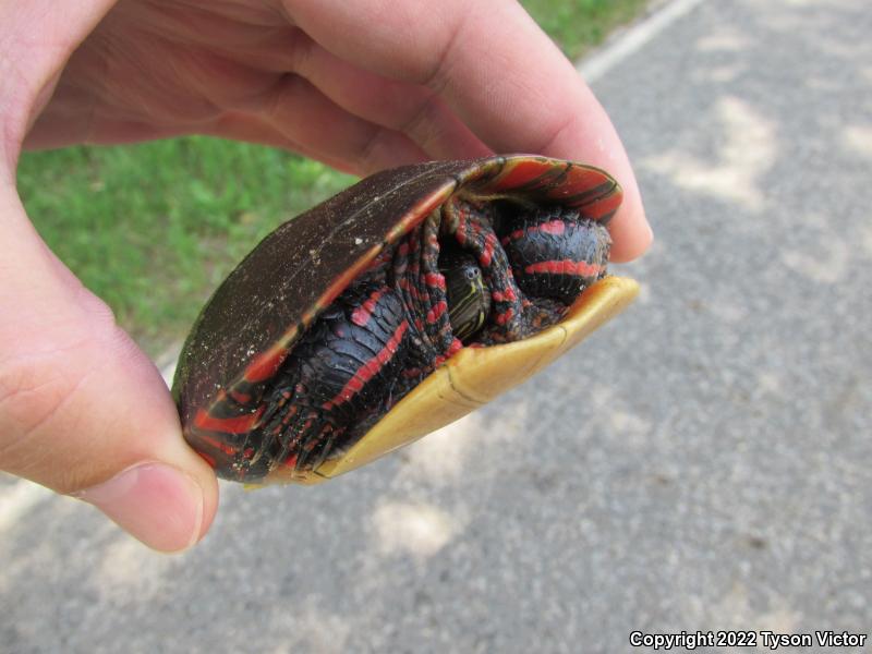 Midland Painted Turtle (Chrysemys picta marginata)