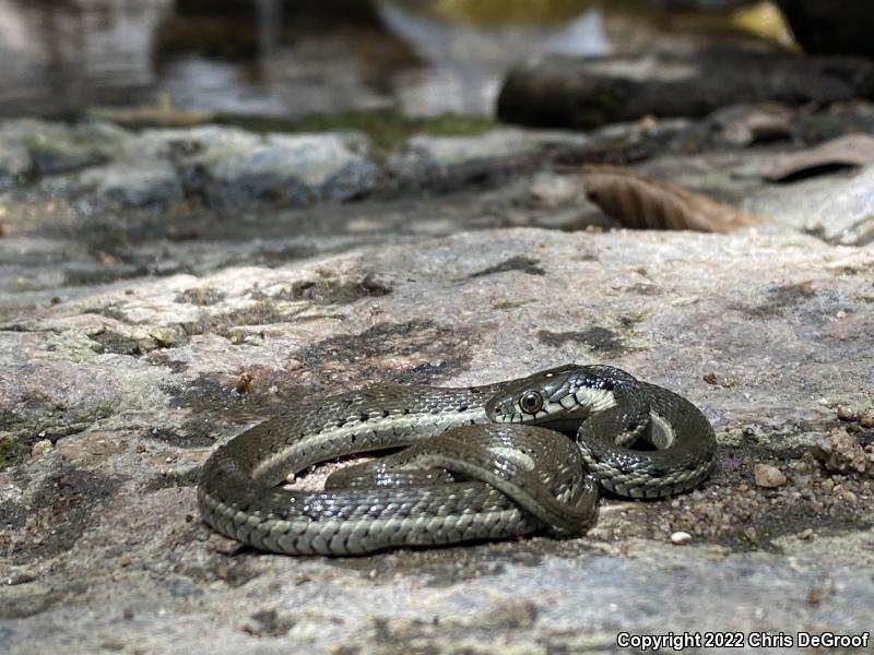 Two-striped Gartersnake (Thamnophis hammondii)