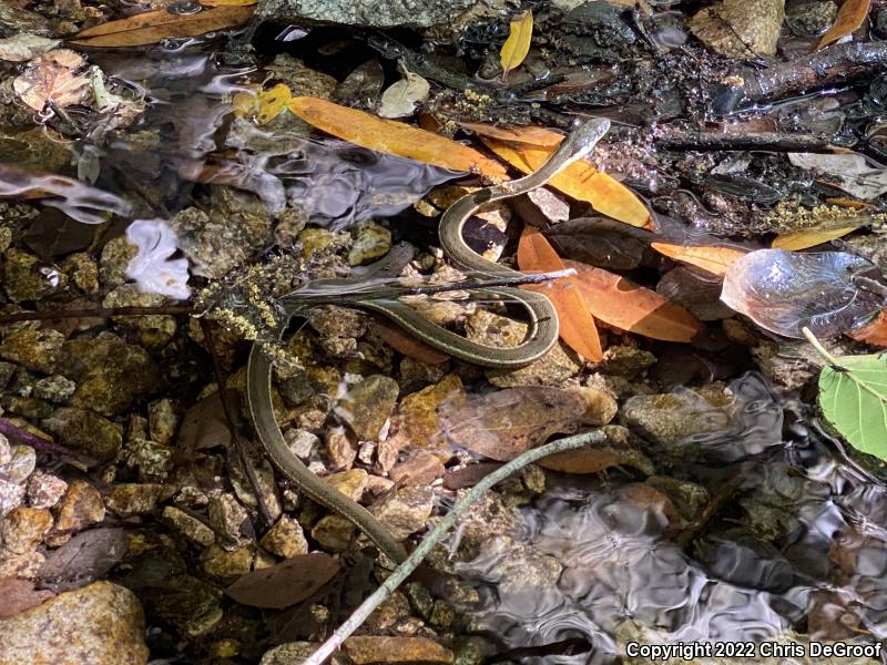 Two-striped Gartersnake (Thamnophis hammondii)