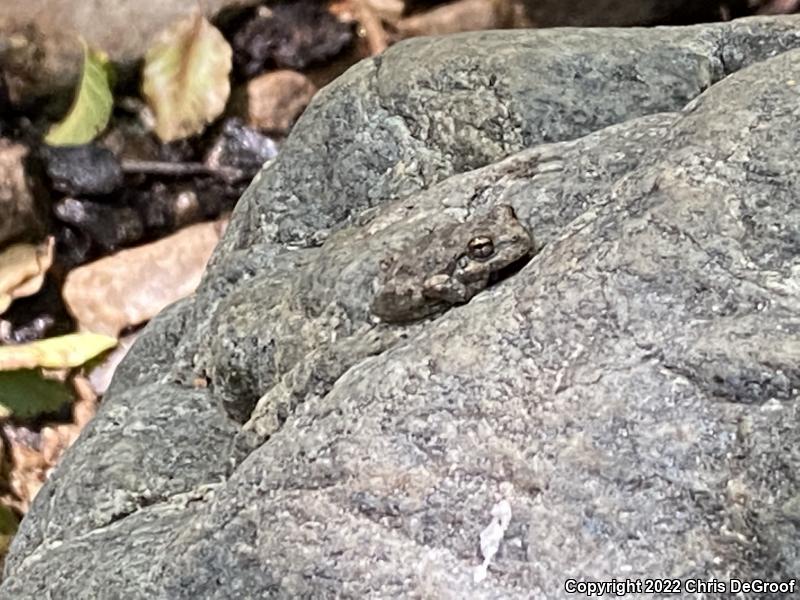 California Treefrog (Pseudacris cadaverina)