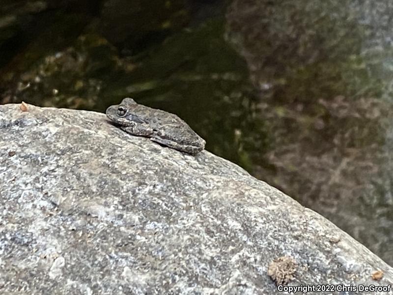 California Treefrog (Pseudacris cadaverina)