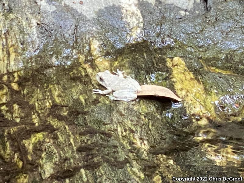 California Treefrog (Pseudacris cadaverina)