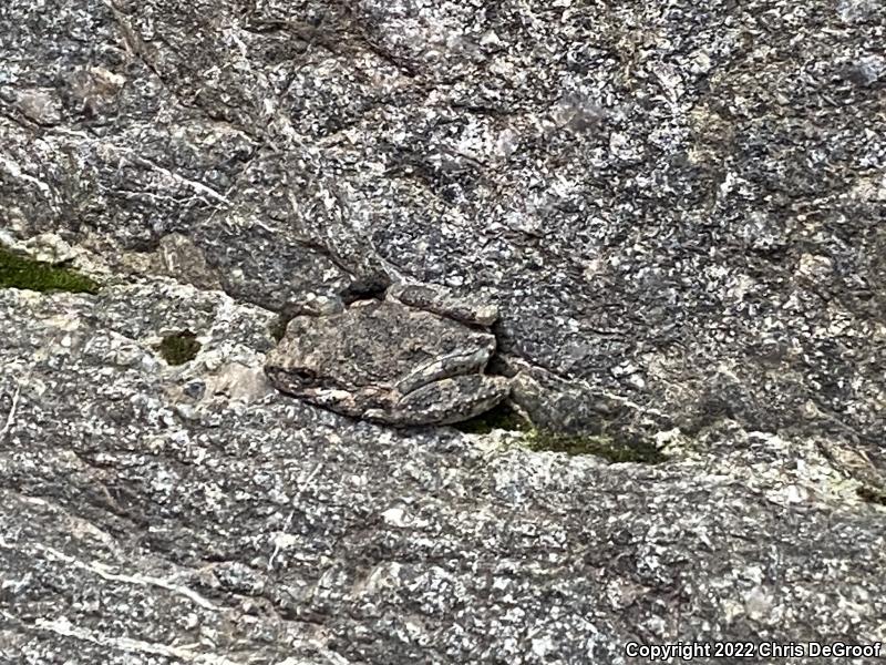 California Treefrog (Pseudacris cadaverina)