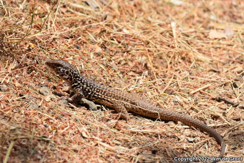 California Whiptail (Aspidoscelis tigris munda)