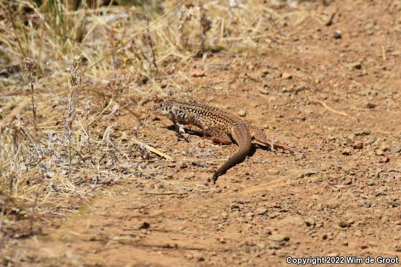 California Whiptail (Aspidoscelis tigris munda)