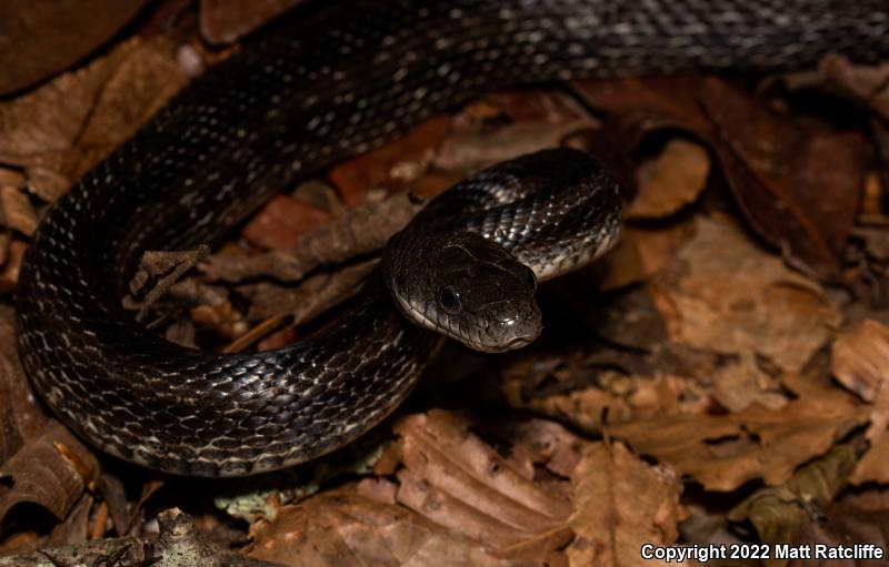 Black Ratsnake (Pantherophis obsoletus obsoletus)