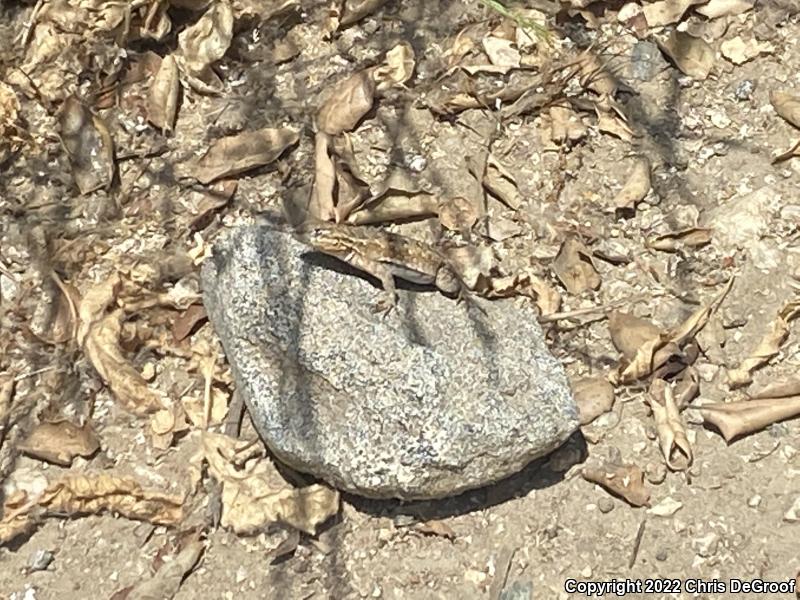 Western Side-blotched Lizard (Uta stansburiana elegans)