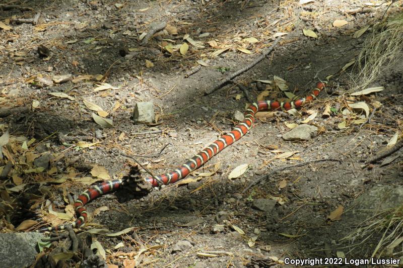 Sonoran Mountain Kingsnake (Lampropeltis pyromelana)