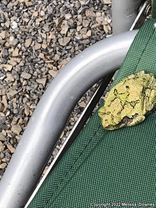 Gray Treefrog (Hyla versicolor)