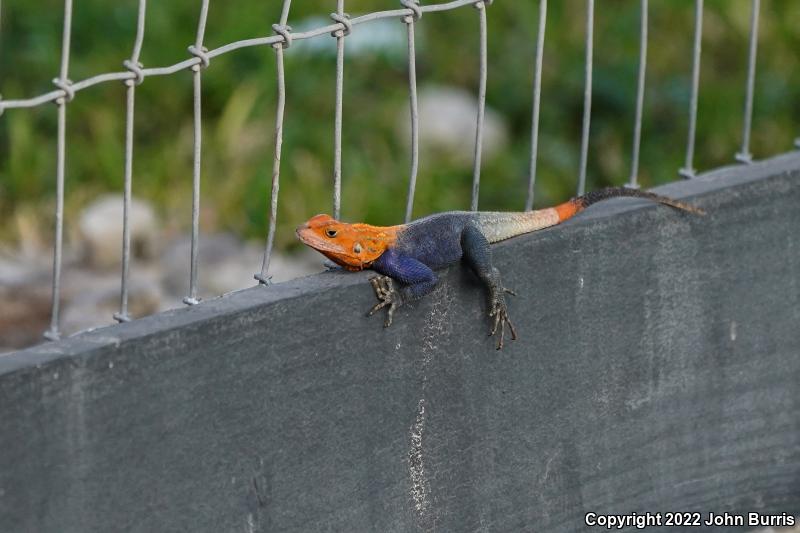 African Rainbow Lizard (Agama agama)