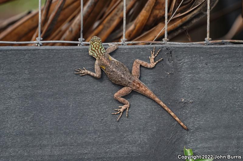 African Rainbow Lizard (Agama agama)