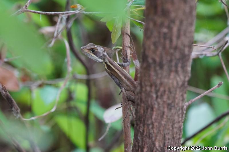 Brown Basilisk (Basiliscus vittatus)