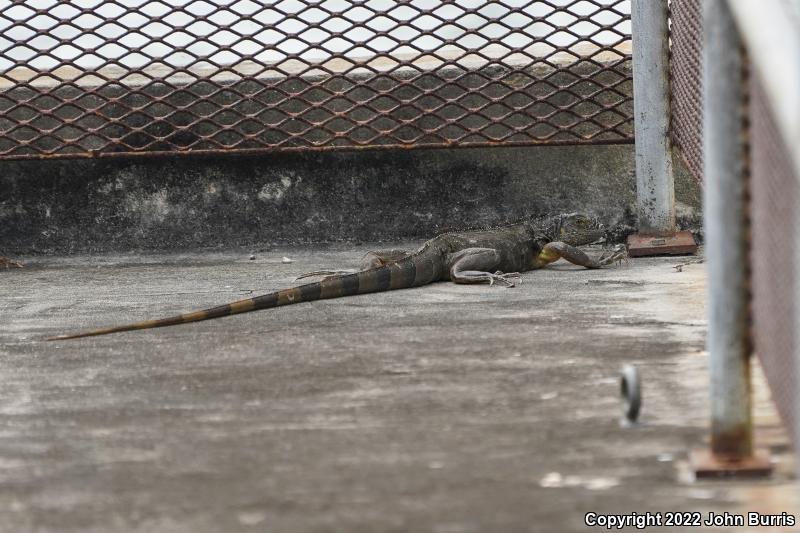 Green Iguana (Iguana iguana)