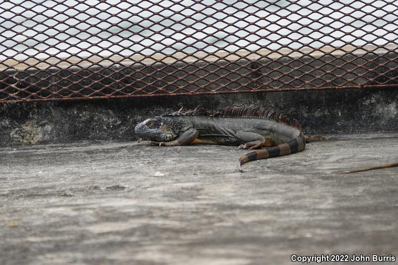 Green Iguana (Iguana iguana)