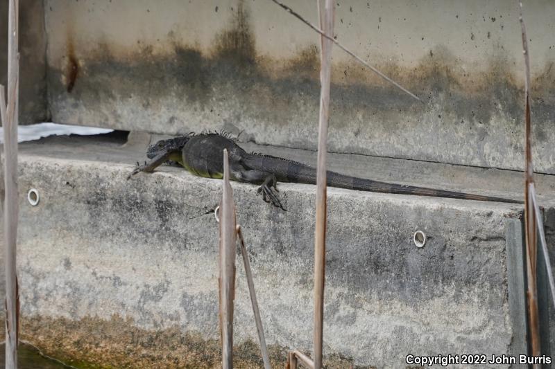 Green Iguana (Iguana iguana)