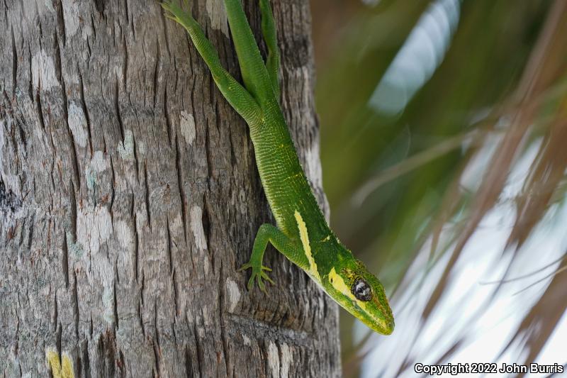 Knight Anole (Anolis equestris)