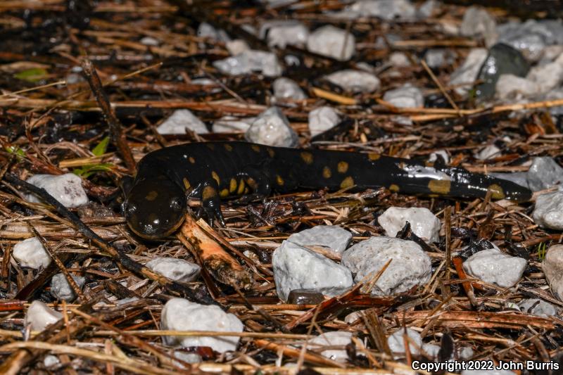 Eastern Tiger Salamander (Ambystoma tigrinum)