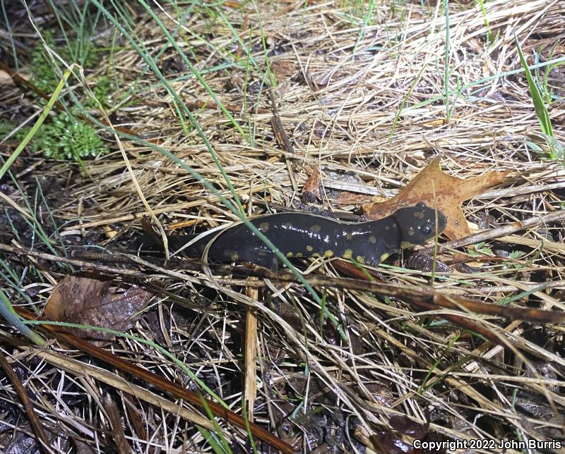 Eastern Tiger Salamander (Ambystoma tigrinum)