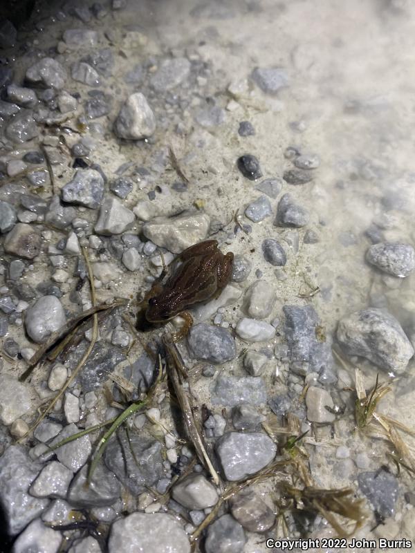 Boreal Chorus Frog (Pseudacris maculata)