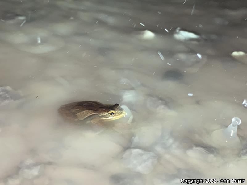 Boreal Chorus Frog (Pseudacris maculata)