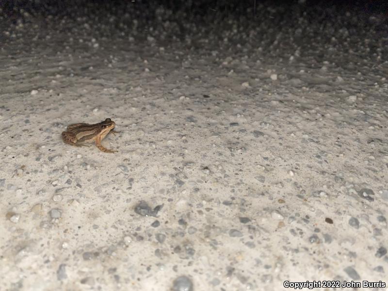 Boreal Chorus Frog (Pseudacris maculata)