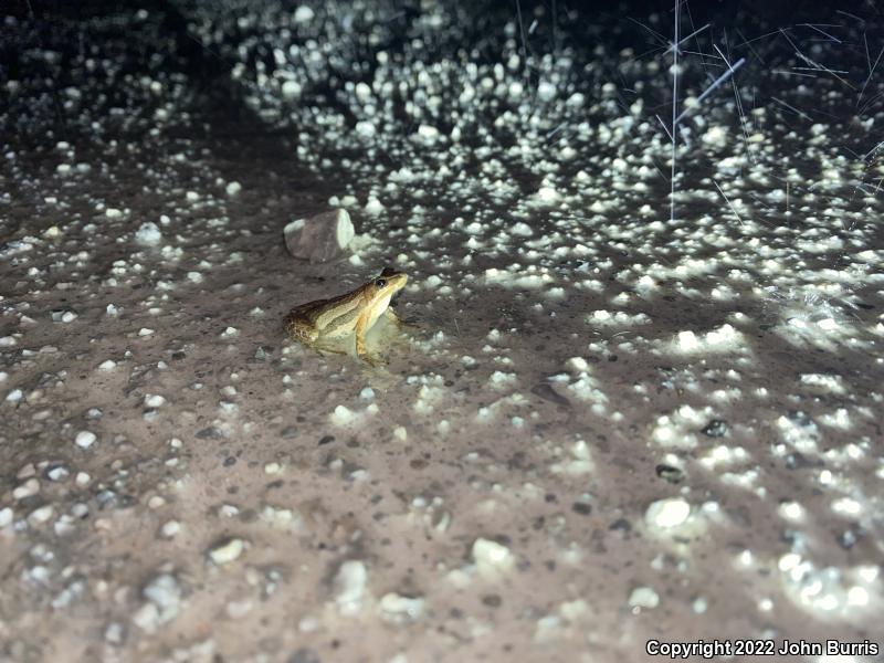 Boreal Chorus Frog (Pseudacris maculata)