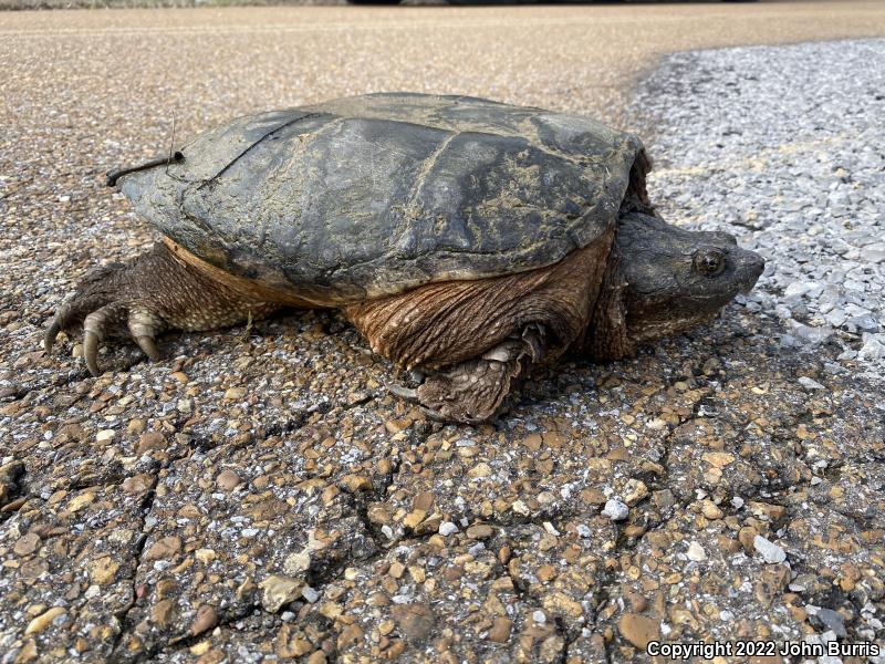 Eastern Snapping Turtle (Chelydra serpentina serpentina)