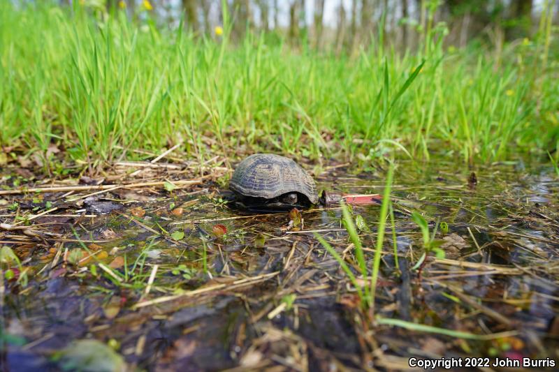 Mississippi Mud Turtle (Kinosternon subrubrum hippocrepis)