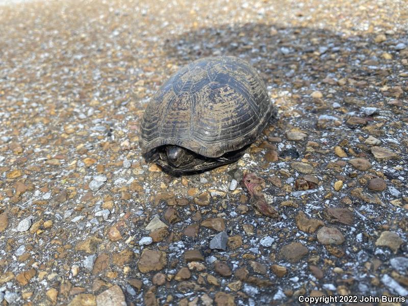 Mississippi Mud Turtle (Kinosternon subrubrum hippocrepis)