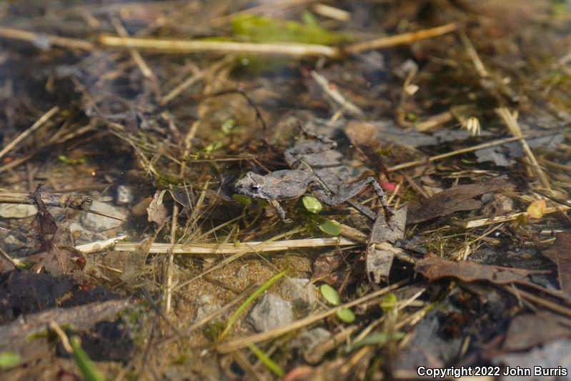 Eastern Cricket Frog (Acris crepitans crepitans)