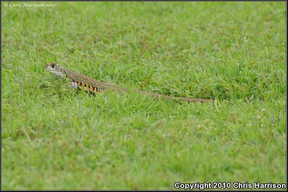 Butterfly Lizard (Leiolepis belliana)