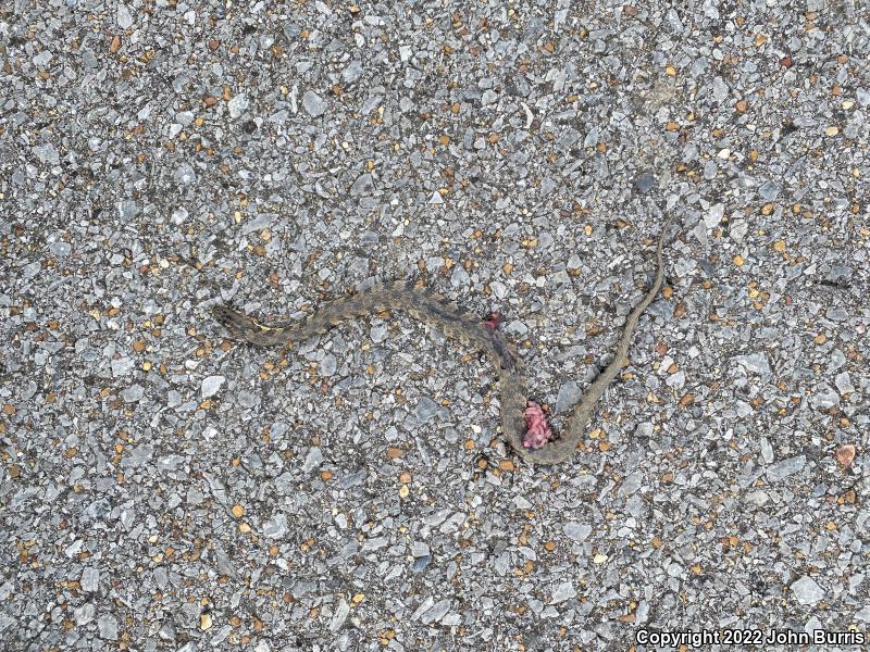 Diamond-backed Watersnake (Nerodia rhombifer)