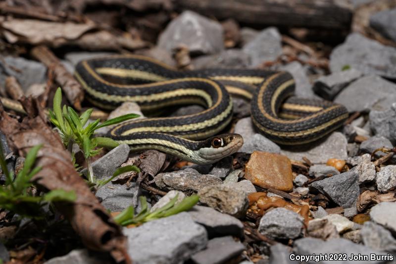 Orange-striped Ribbonsnake (Thamnophis proximus proximus)