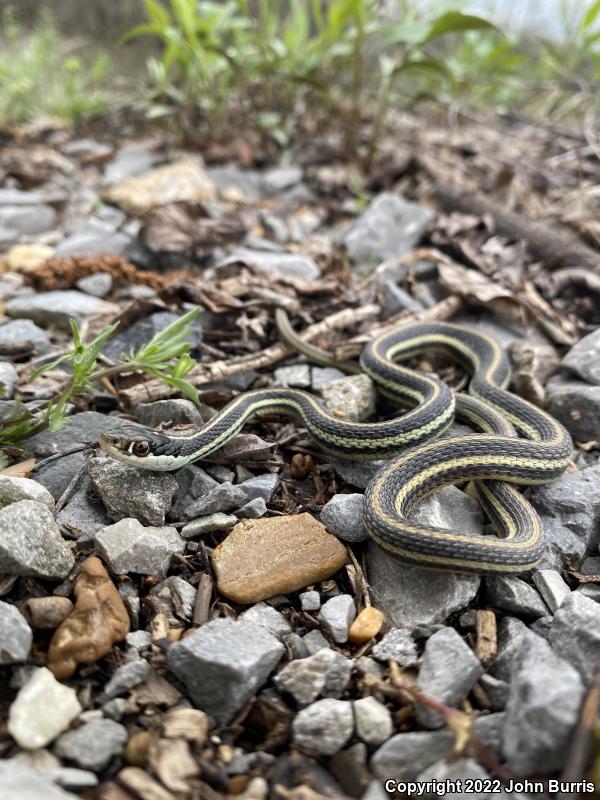 Orange-striped Ribbonsnake (Thamnophis proximus proximus)