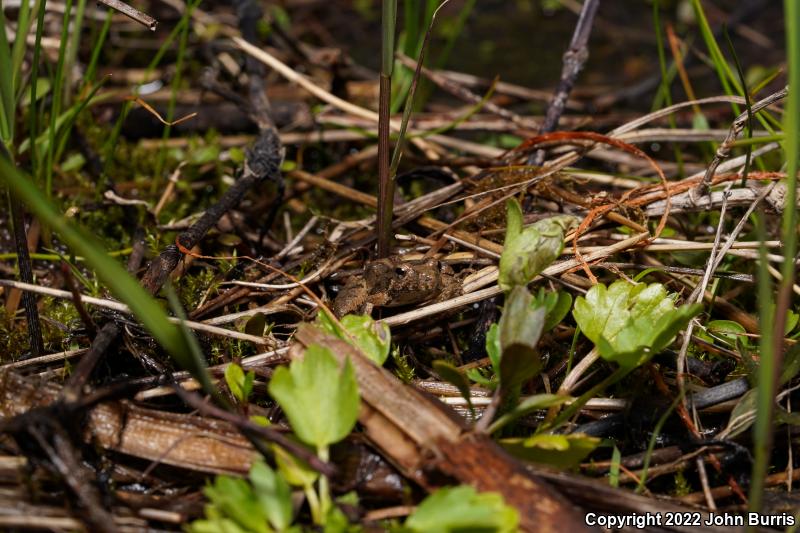 Eastern Cricket Frog (Acris crepitans crepitans)