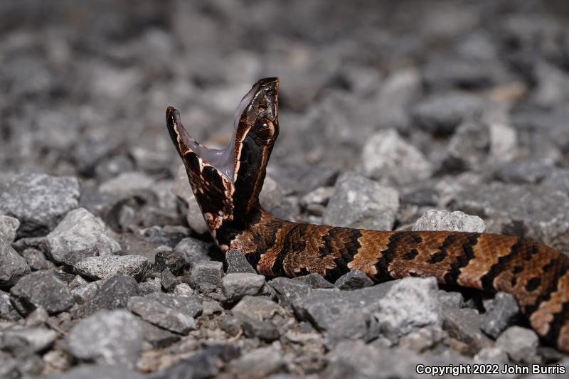 Western Cottonmouth (Agkistrodon piscivorus leucostoma)