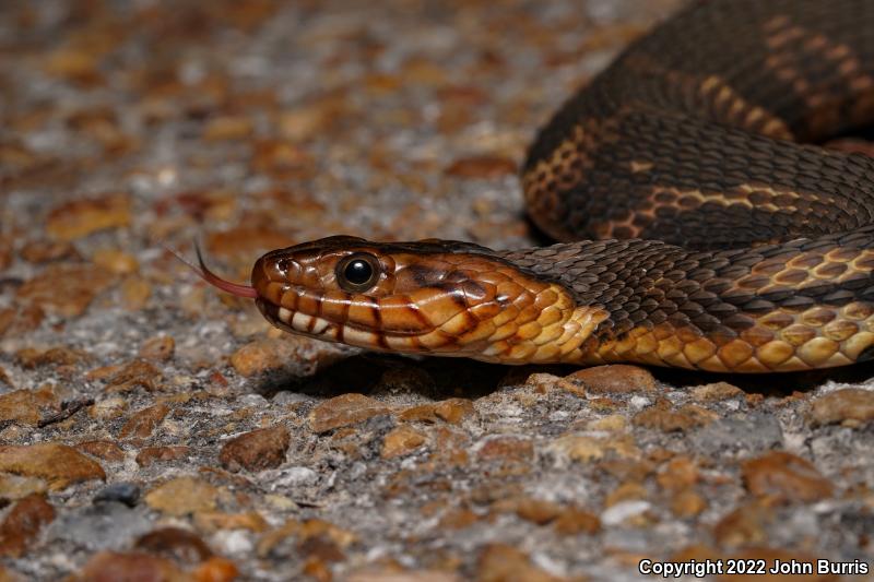 Broad-banded Watersnake (Nerodia fasciata confluens)