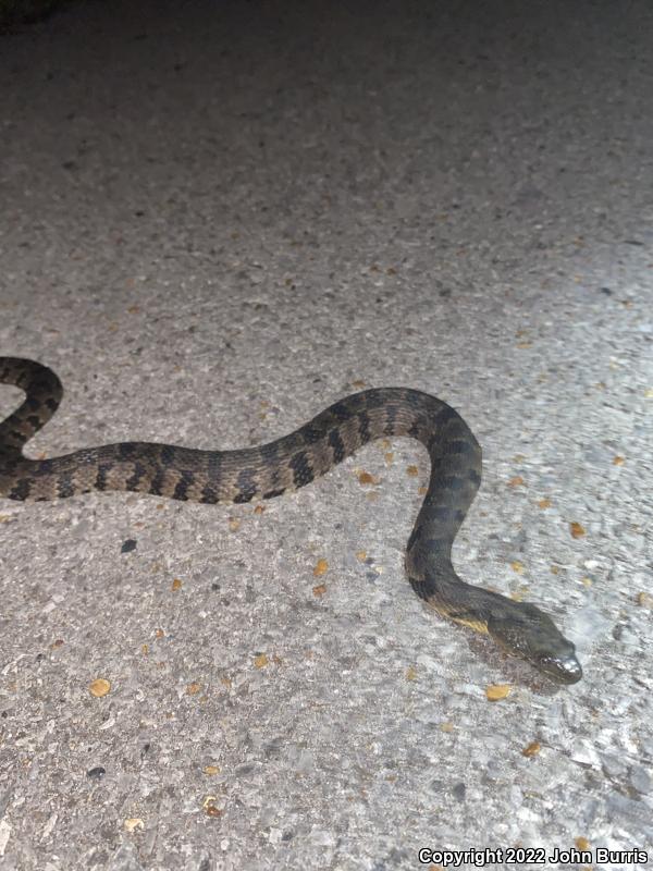 Diamond-backed Watersnake (Nerodia rhombifer rhombifer)