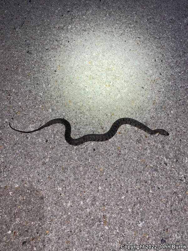 Diamond-backed Watersnake (Nerodia rhombifer rhombifer)