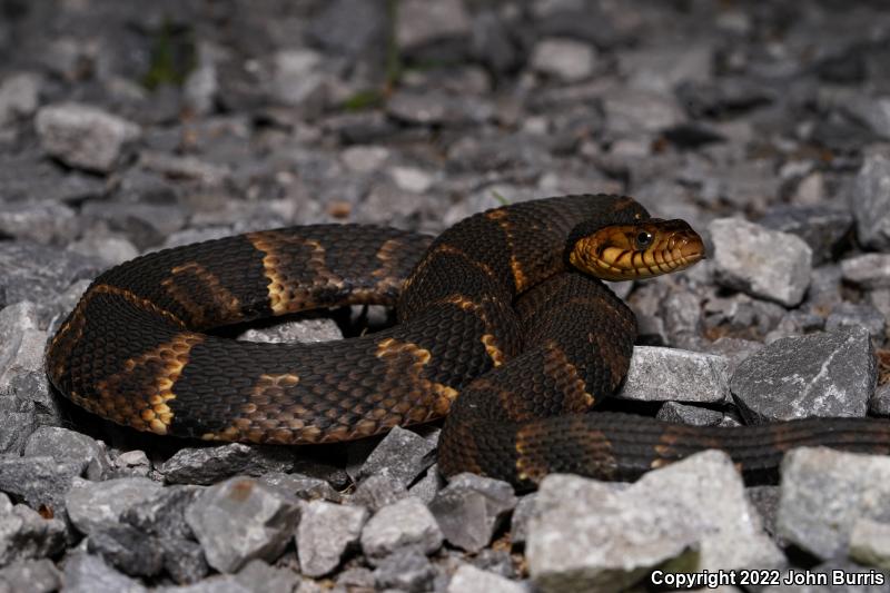 Broad-banded Watersnake (Nerodia fasciata confluens)