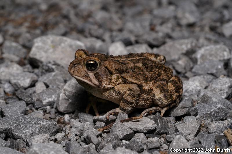 Fowler's Toad (Anaxyrus fowleri)