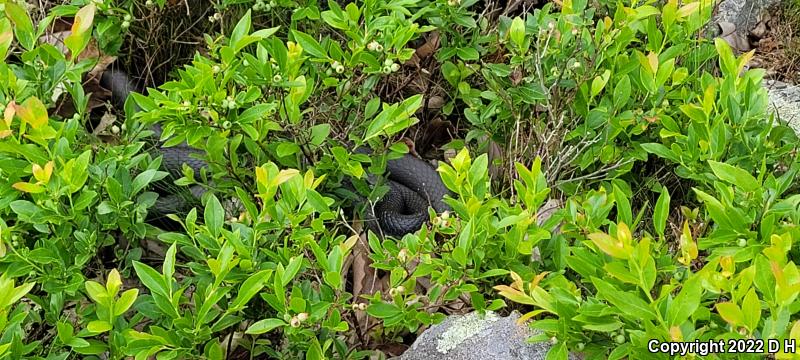 Northern  Black Racer (Coluber constrictor constrictor)