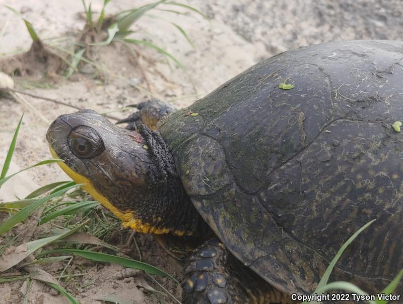 Blanding's Turtle (Emydoidea blandingii)