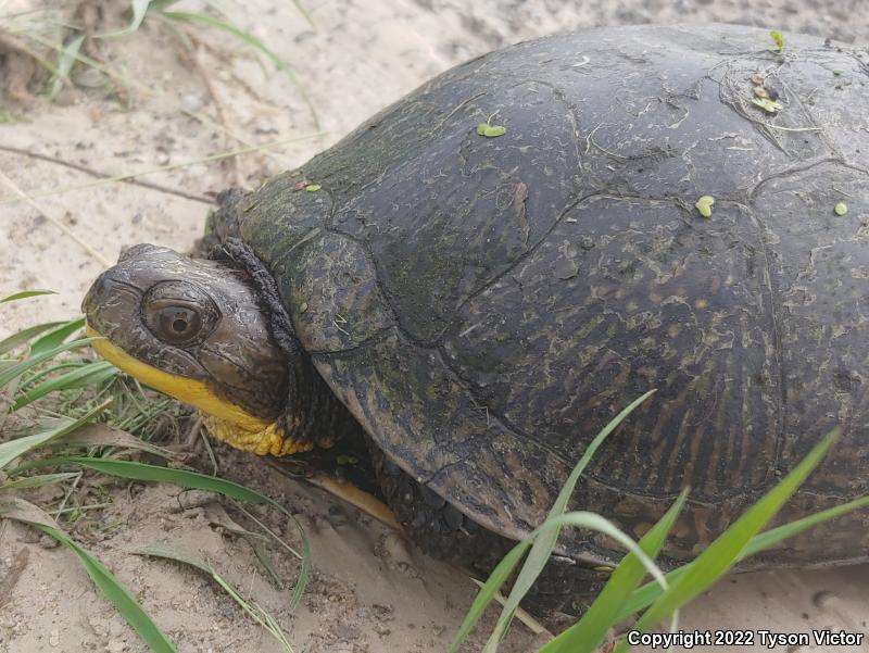 Blanding's Turtle (Emydoidea blandingii)