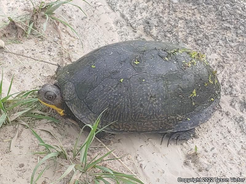 Blanding's Turtle (Emydoidea blandingii)