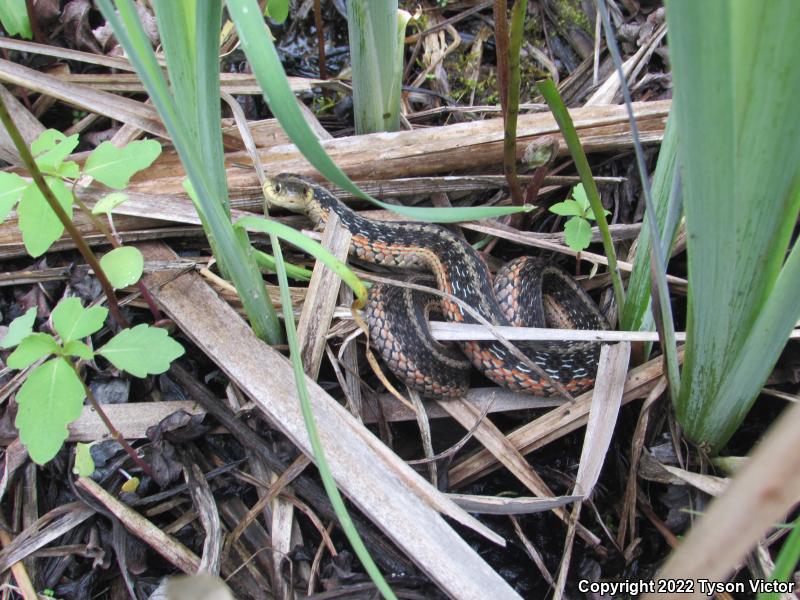 Eastern Gartersnake (Thamnophis sirtalis sirtalis)