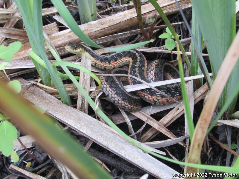 Eastern Gartersnake (Thamnophis sirtalis sirtalis)