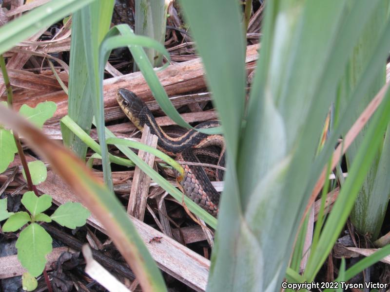 Eastern Gartersnake (Thamnophis sirtalis sirtalis)