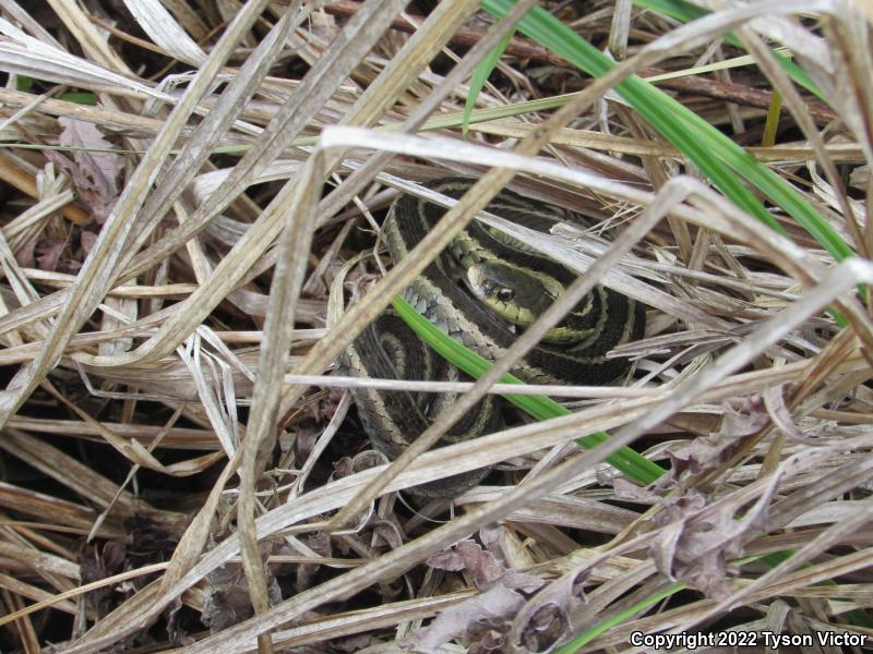 Eastern Gartersnake (Thamnophis sirtalis sirtalis)